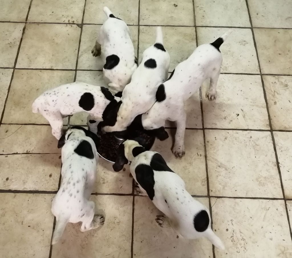 Chiot Braque d'Auvergne des hauts de rouillac