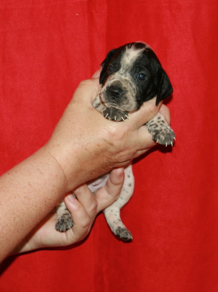 des hauts de rouillac - Chiots disponibles - Braque d'Auvergne