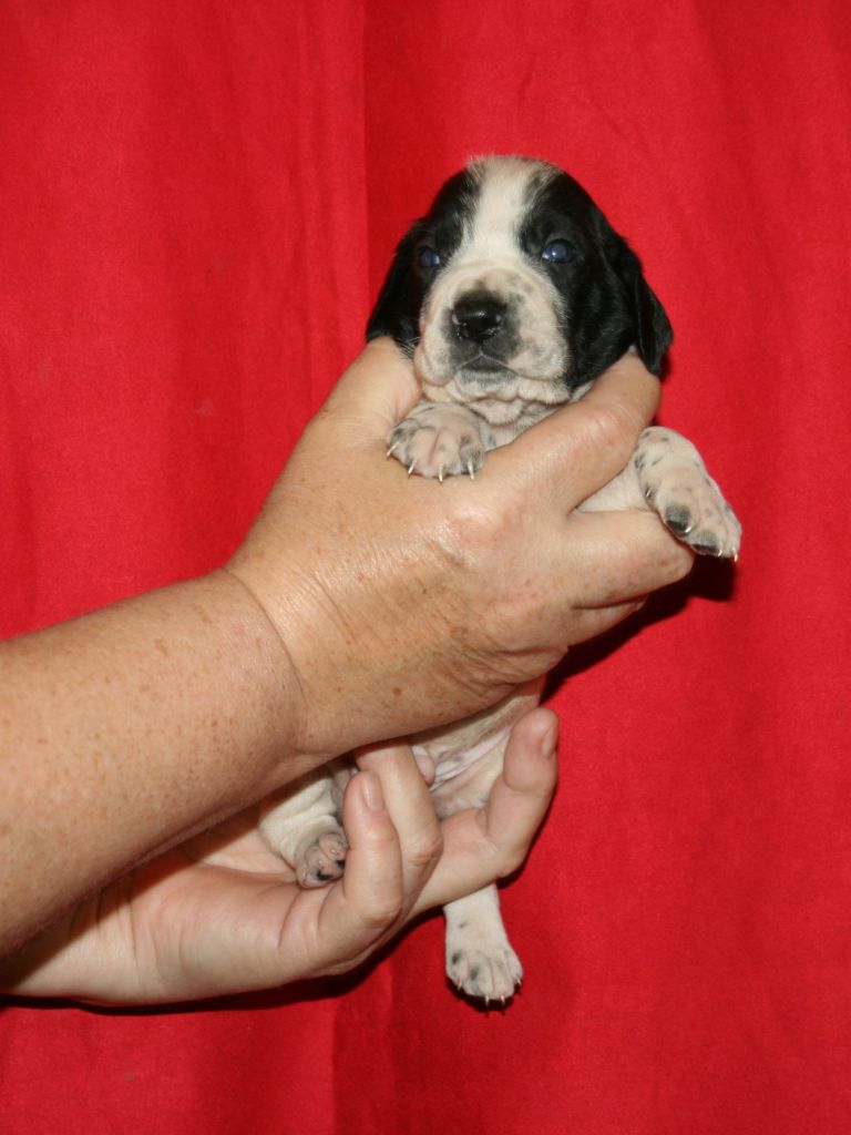 des hauts de rouillac - Chiots disponibles - Braque d'Auvergne