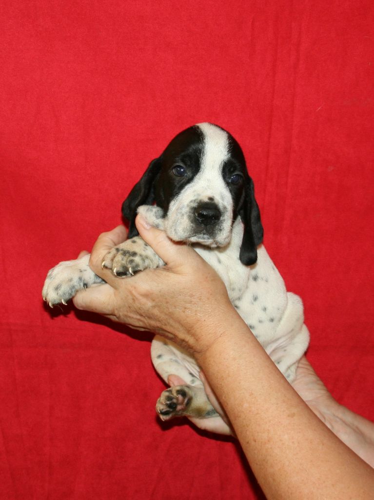 des hauts de rouillac - Chiots disponibles - Braque d'Auvergne
