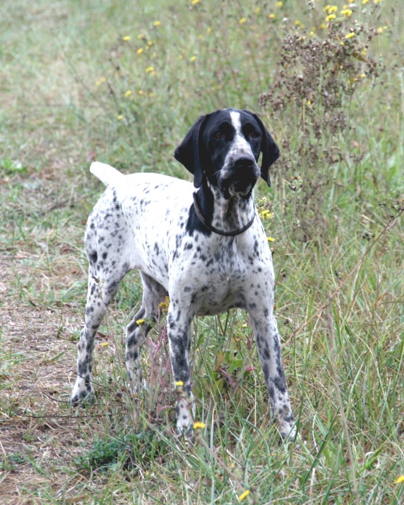 Chiot Braque d'Auvergne des hauts de rouillac